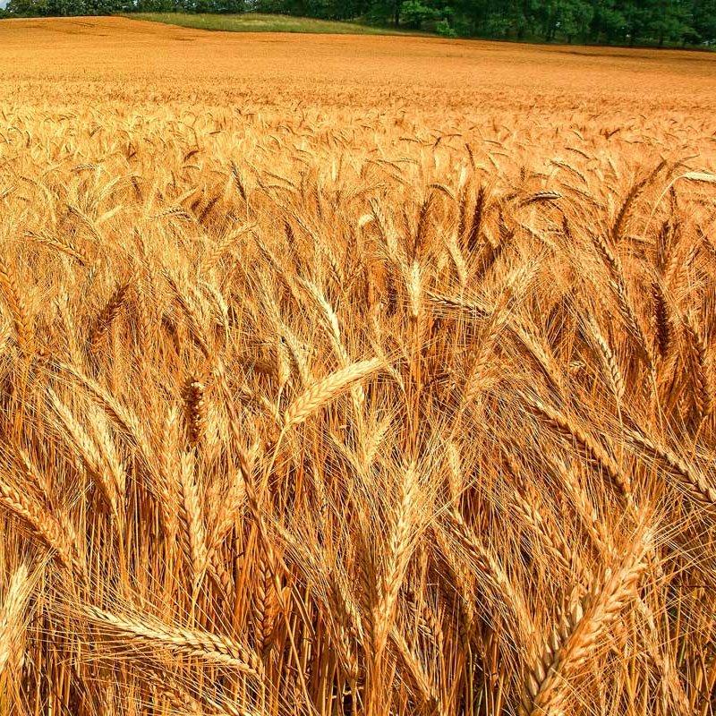 Esperienza al servizio dell'agricoltura